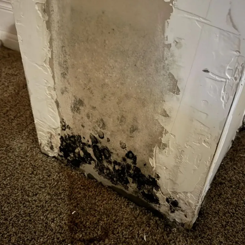 Professional Mold Removal in Harrington, DE